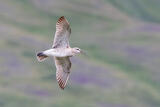 Eurasian Whimbrell