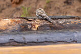 Sand-colored Nighthawk