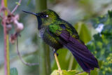 Tyrian Metaltail