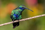 Sparkling Violotear