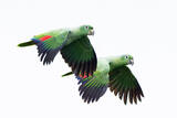 Mealy Amazon Parrots