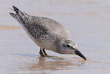 Red Knot