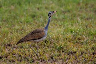 White-bellied Bustard