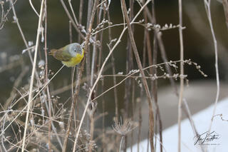 Nashville Warbler