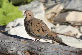 Mourning Dove on the Beach