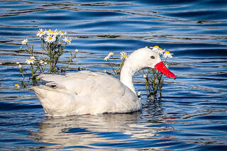 Corscoroba Swan Amongst Water Flowers