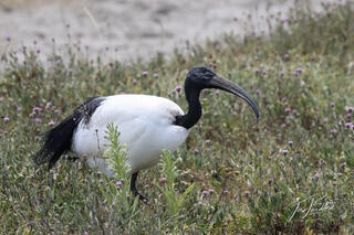 African Sacred Ibis