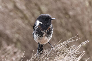 African Stonechat
