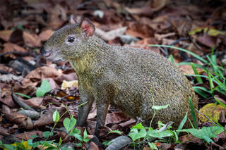 Agouti