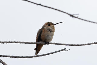 Allen's Hummingbird