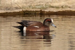 American Wigeon