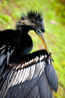 Anhinga Preening 