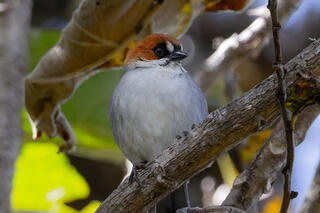 Apurimac Brushfinch
