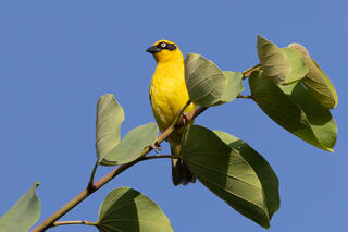 Baglafecht Weaver