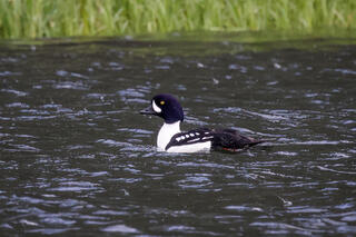 Barrow's Goldeneye