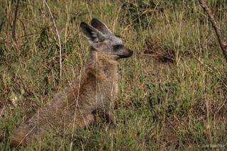 Bat-eared Fox