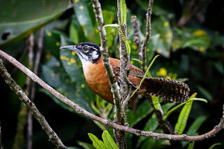 Wrens