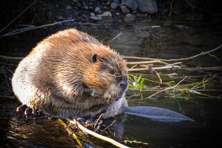 Beaver on Soda Creek