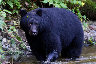 Black Bear Hunting for Pink Salmon