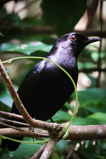 Black Catbird