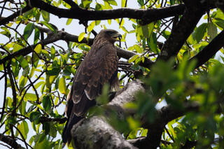 Black Kite