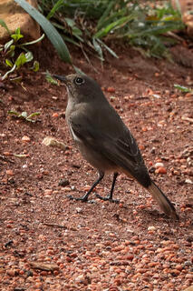 Black Redstart