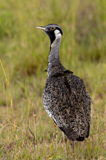 Black-bellied Bustard