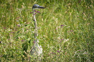 Black-headed Heron