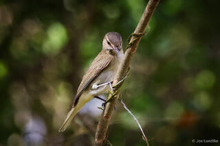Black-whiskered Vireo