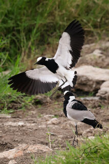 Blacksmith Lapwing