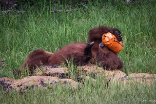 Grizzly Bear Playing with Crab Float
