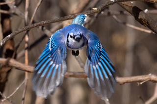Blue Jay Flying In