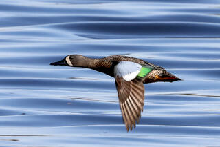 Blue-winged Teal over Water