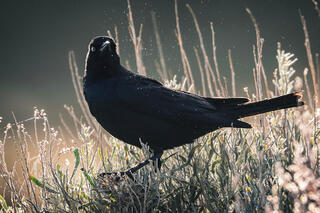 Brewers Blackbird in Early Morning Light