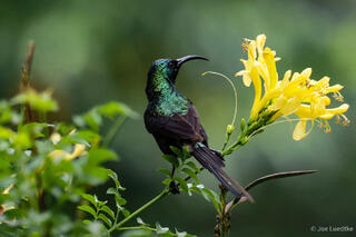 Bronze Sunbird