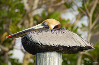 Brown Pelican