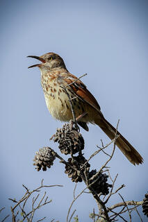 Brown Thrasher SInging