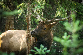 Bull Elk Scent Marking a Tree