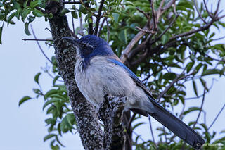 California Scrub-Jay