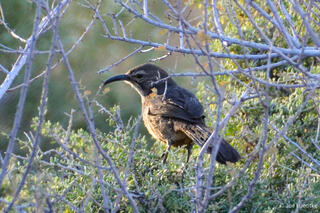 California Thrasher