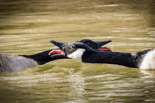 Canada Geese