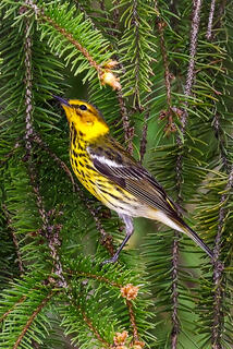 Cape May Warbler in Spruce