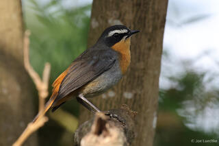 Cape Robin-Chat