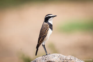 Capped Wheatear