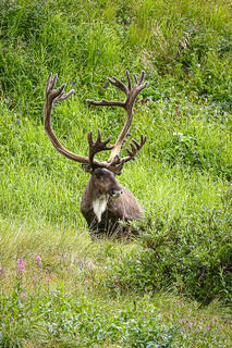 Caribou on a Denali Hillside