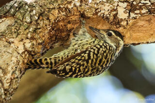 Checkered Woodpecker