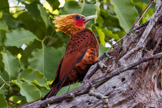 Chestnut-colored Woodpecker