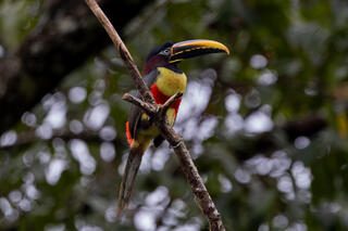 Chestnut-eared Aracari
