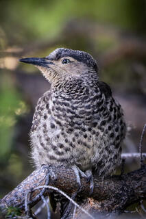 Chilean Flicker