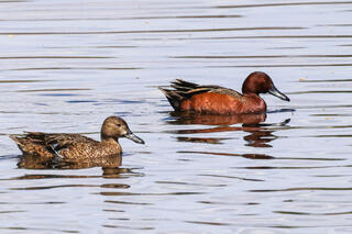 Cinnamon Teal